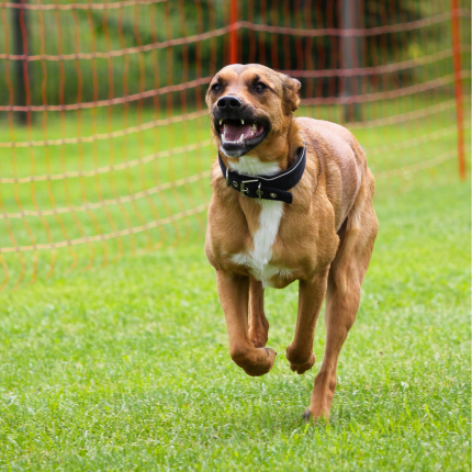 cachorro430.png